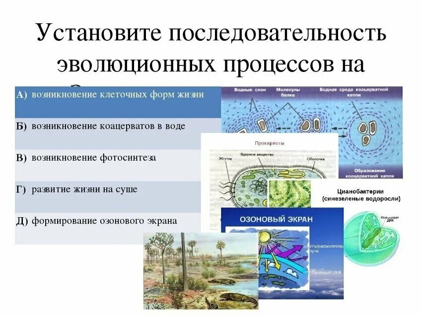 Установите последовательность эволюционных процессов приводящих