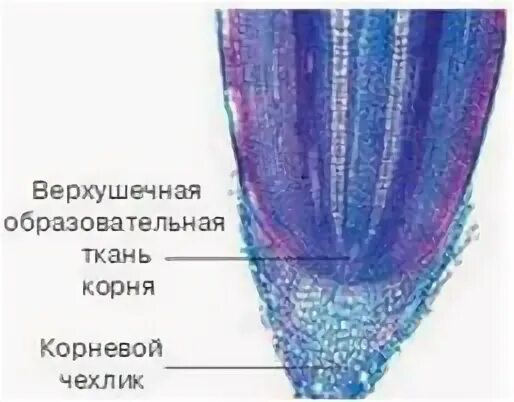 Вода необходима клеткам корня