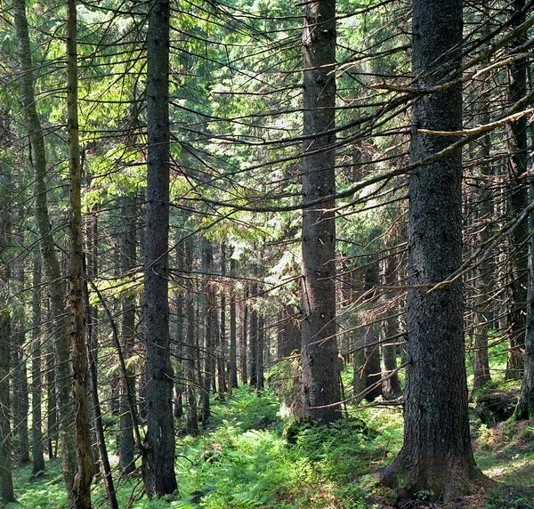 Растительные сообщества еловый лес сосновый лес. Шишкин еловый лес. Ашильтинский лес. Хрюгский лес Дагестан. Еловый лес на Кавказе.