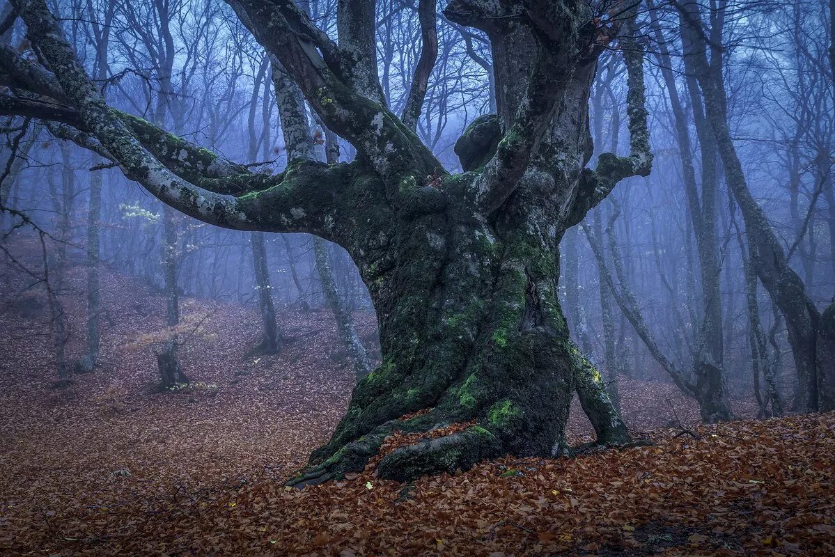 глубь леса. волшебный лес.