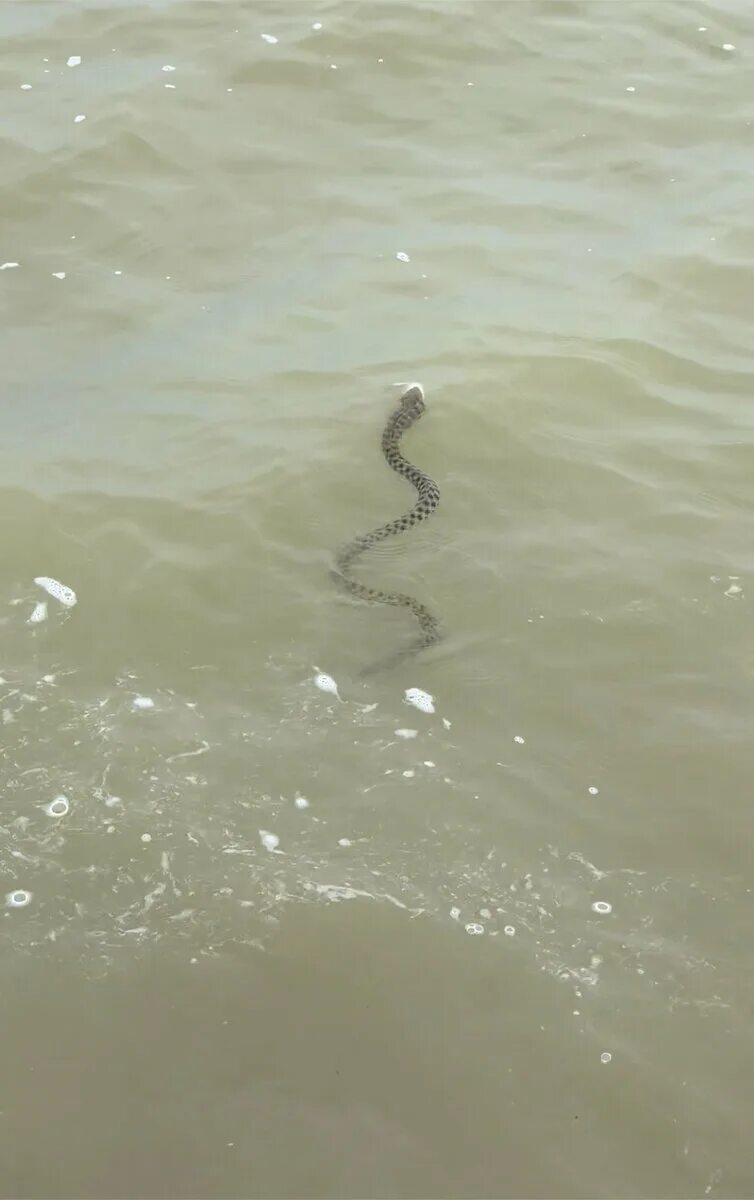 Водяной уж бычколов. Гадюка Азовская. Морская змея в черном море Анапа. Водяной уж Краснодарский край. Змеи в анапе в море