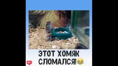 Сломанный хомяк