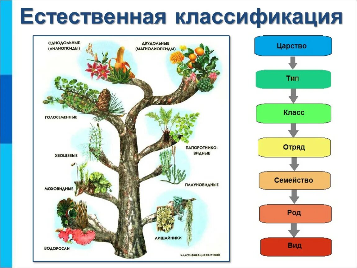 Схема систематики растений. Систематика царства растений схема. Царство растений классификация. Царство растений кла. Систематическая группа сосны