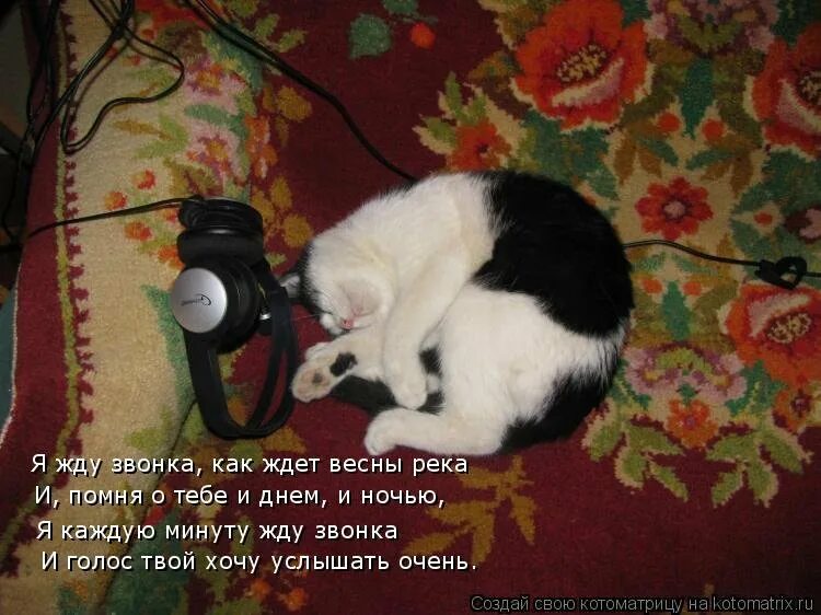 Как долго ждать звонка. Жду звонка. я жду твоего звонка. котик ждет звонка. картинки я жду звонка.