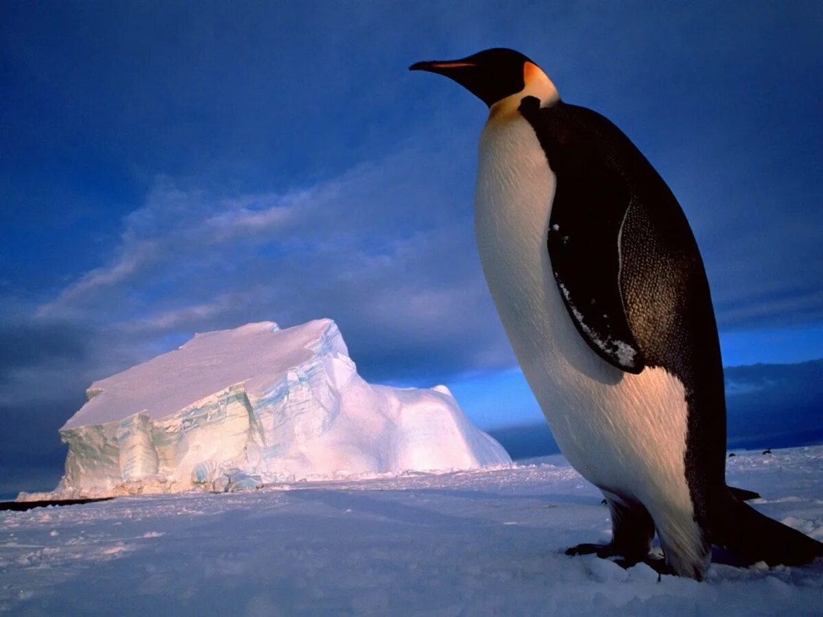 Императорский Пингвин в Антарктиде. Животные Антарктиды Императорский Пингвин. Антарктический Императорский Пингвин. Королевский Пингвин в Антарктиде. Emperor penguin