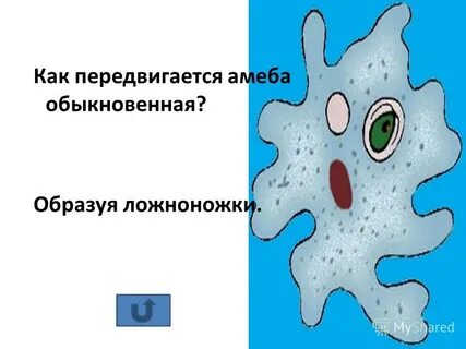 Какие функции выполняет амеба обыкновенная