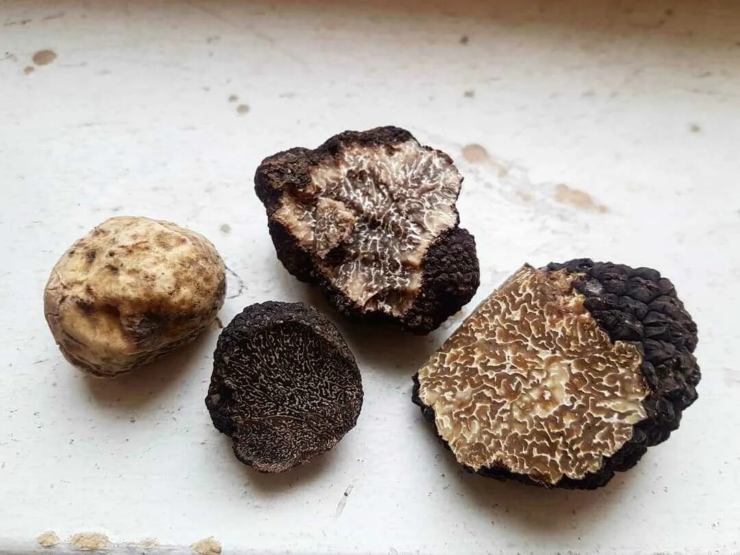 Трюфель микориза. Трюфель летний – tuber aestivum. Где растут трюфельные грибы в россии. Как найти трюфель. Земляной трюфель.