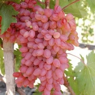 Сорт винограда кишмиш розовый