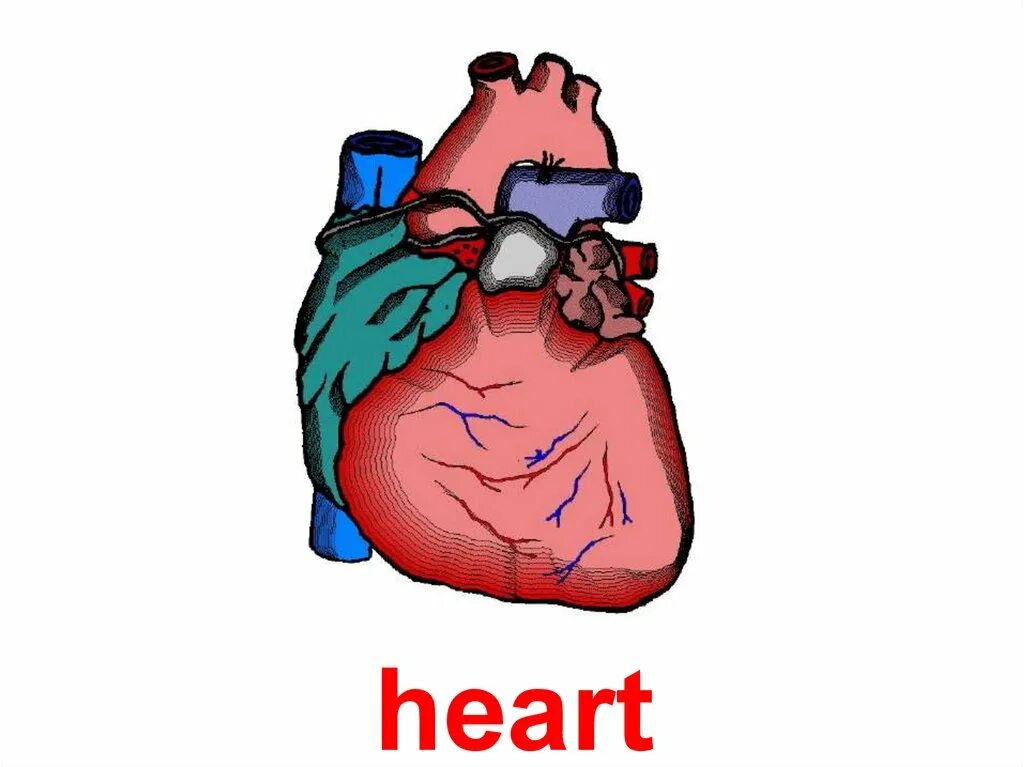 строение сердца схема подробно. сердце анатомия на русском. строение сердца человека рисунок. строение сердца человека анатомия без подписей. строение сердца человека схема с описанием биологии 8 класс.