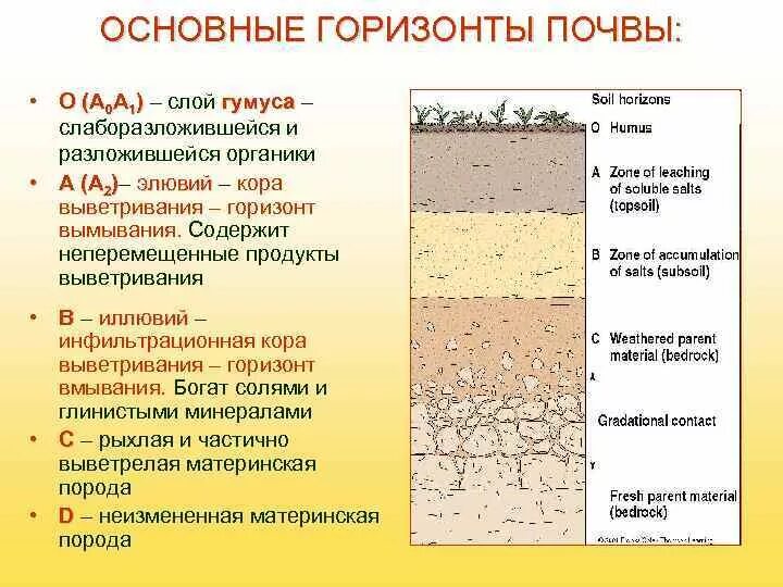 В чем состоит отличие почвы от горной. Строение почвы почвенные горизонты. Почвенный профиль (вертикальный разрез почвы). Почвенный Горизонт b2.