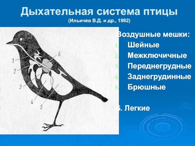 Дыхание птиц является. Система органов дыхания птиц схема 7 класс. Дыхательная система птиц птиц. Дыхательная система птиц 7 класс. Дыхательная система птиц 7 класс схема.