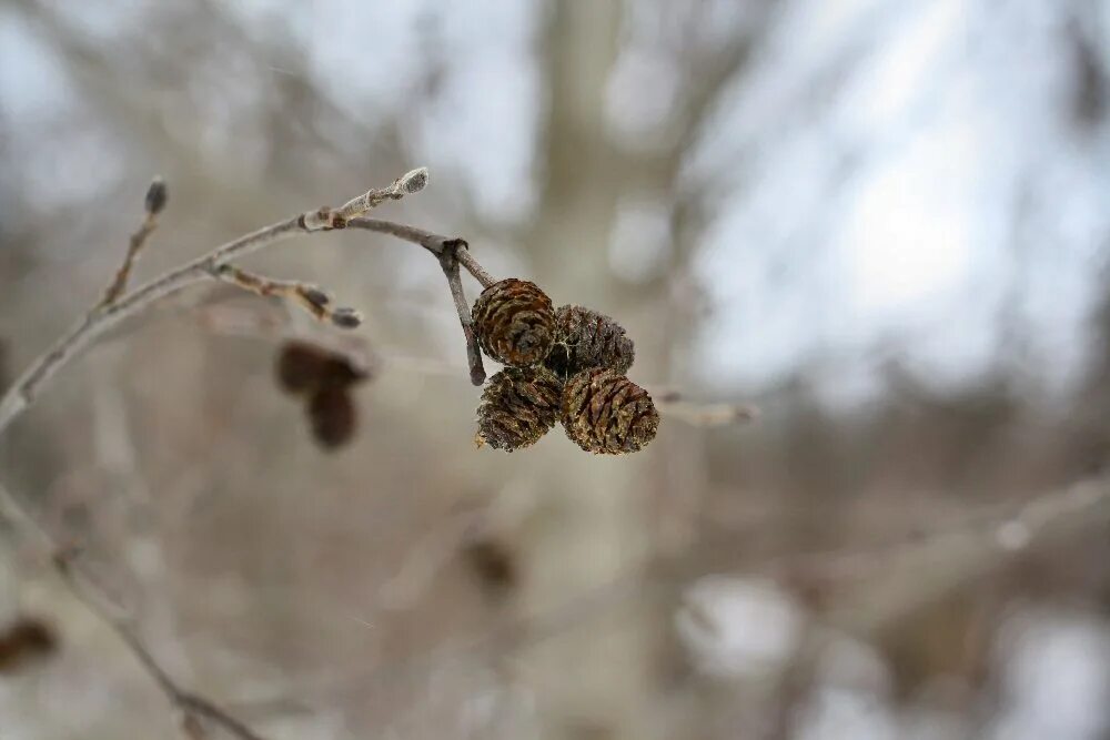 Ольха рисунок для детей. Картина ольха для детей. Ольха серая alnus incana. Среди кустов ольхи извивается поблескивая. Ольха серая, или ольха белая (alnus incana).
