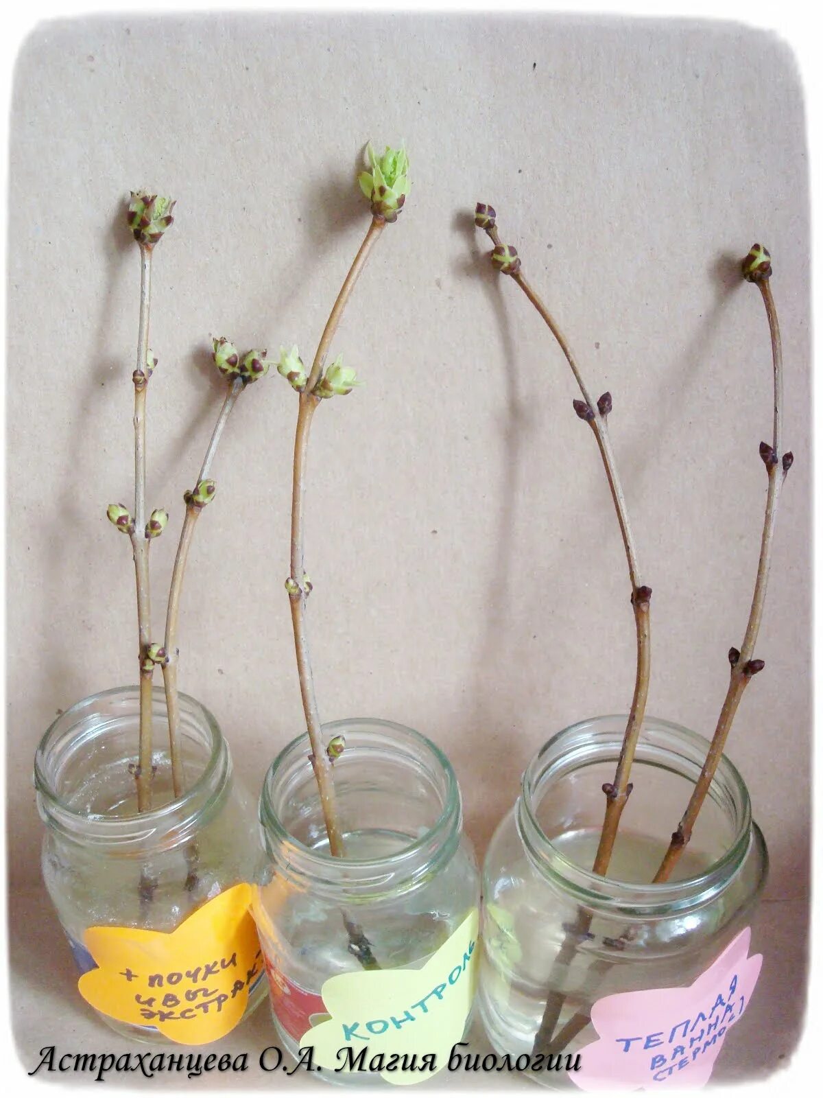 Опыт с веточкой и водой. Опыт с веточкой сирени. Опыт с веткой. Опыт ветка в воде. Веточка эксперимент.