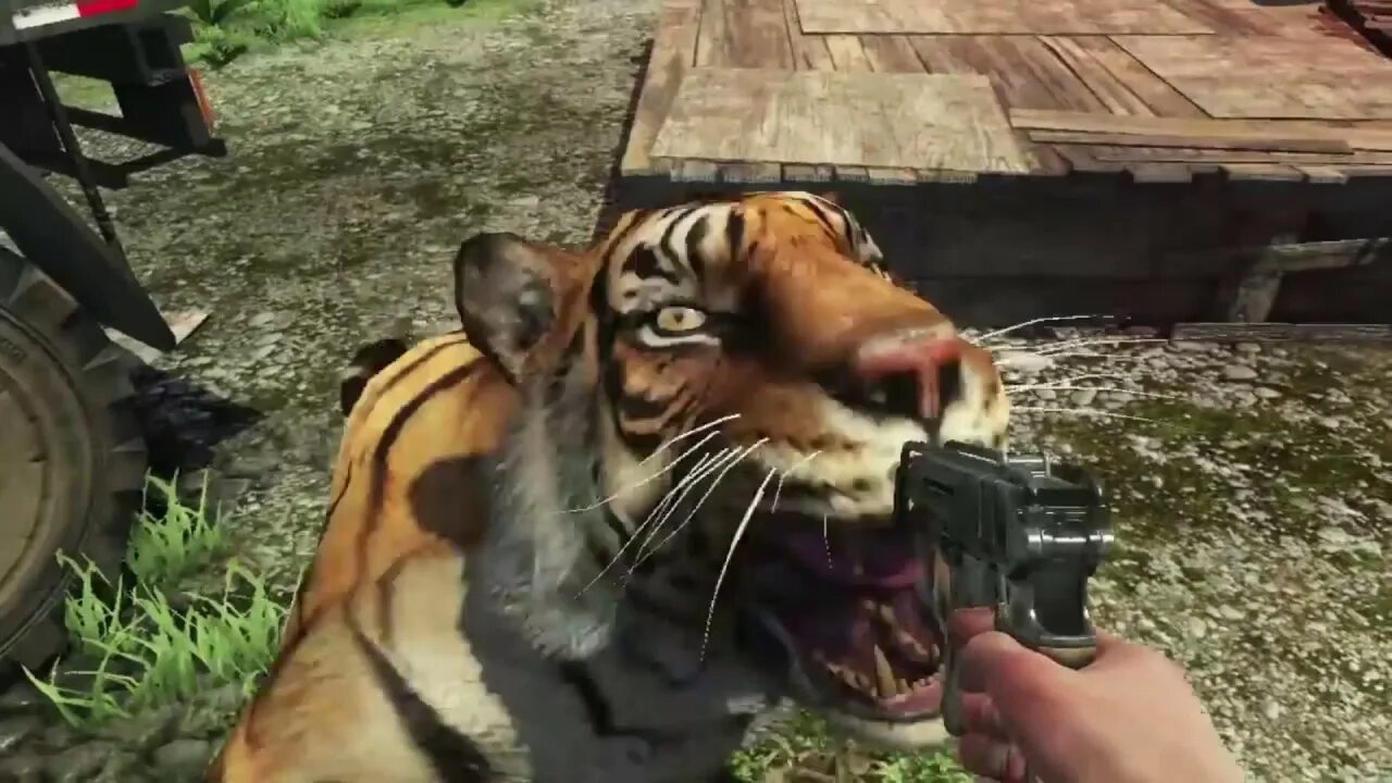 Фар край 3 тигр. Far cry 3 золотой тигр. Фар край 3 тигр. Фар край 3 животные. Far cry 3 тигры.