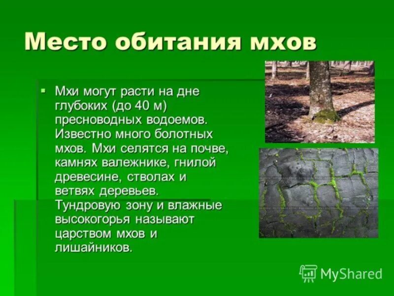 Доклад о среде