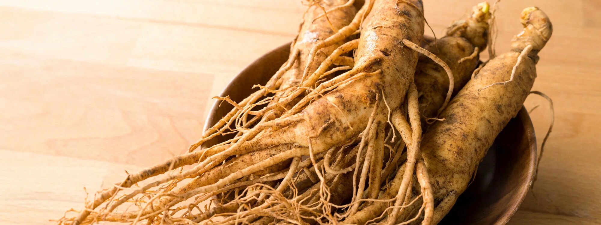 Корень жизни. Корень жизни растение. Ginseng Ginger. Корень женьшеня фото.