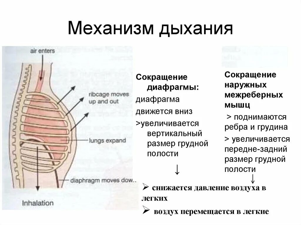 Мышечная система диафрагма. Механизм выдоха межреберные мышцы. Сокращение межрёберных мышц и диафрагмы. Сокращение межреберных мышц. Диафрагма сокращается.