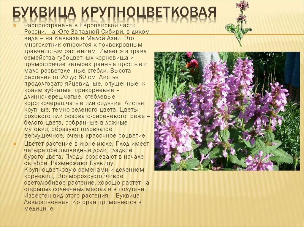 Растение буквица крупноцветковая. Буквица лекарственная - Betonica officinalis. Буквица чистец лекарственный. Буквица крупноцветковая Betonica grandiflora.