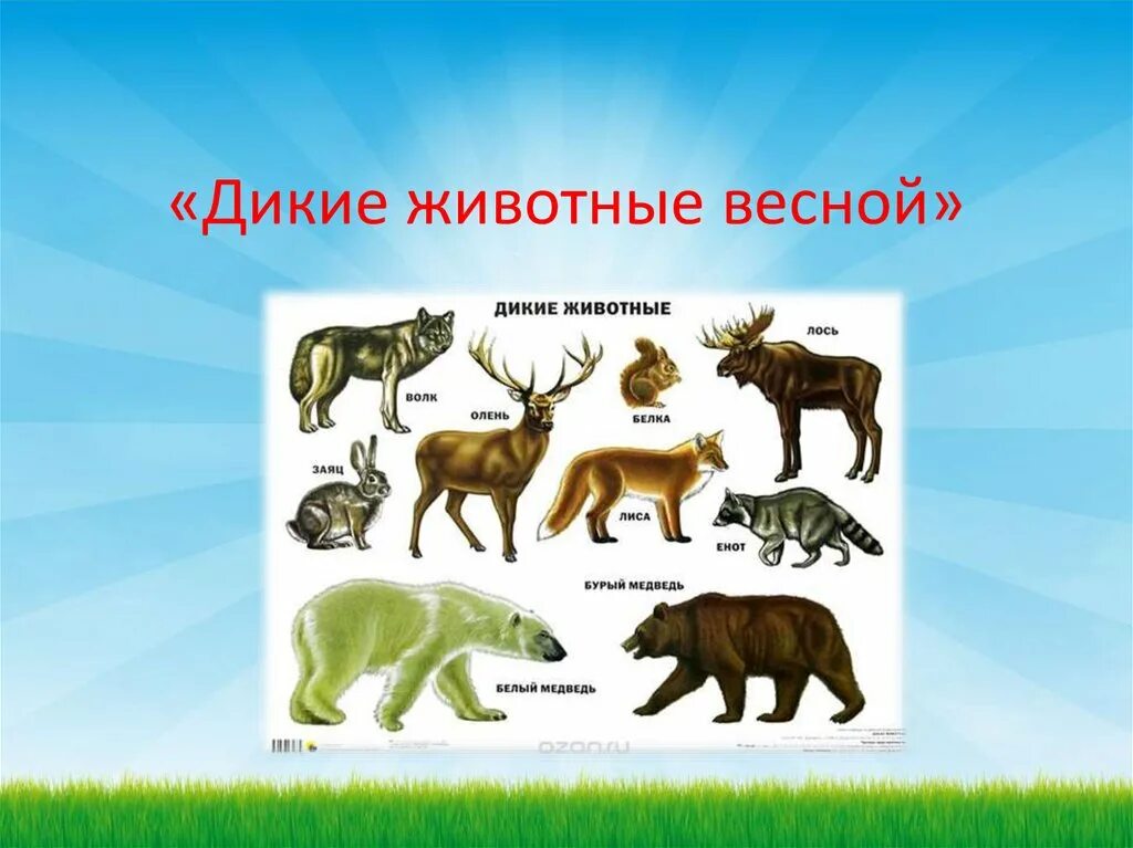 Презентация как узнать животных для дошкольников. Диких животных для детей. презентация про диких животных. тема дикие животные. дикие животные весной.