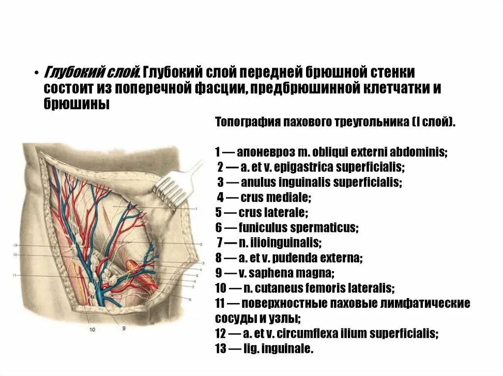 Стенка анатомия. Кровоснабжение передней брюшной стенки топографическая анатомия. Мышцы передней брюшной стенки топографическая анатомия. Кровоснабжение передняя брюшная стенка топографическая анатомия. Топографическая анатомия передней брюшной стенки живота.