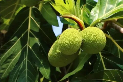 Pain fruit