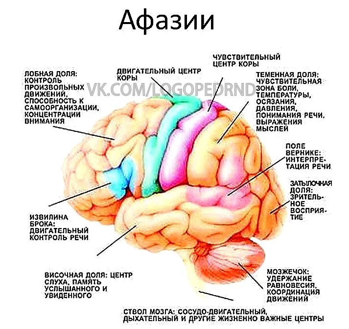Двигательная область мозга. Моторная область коры большого мозга физиология. Строение мозга нейропсихология. Локализация функций ВПФ схема. Нейропсихологические синдромы i блока мозга.