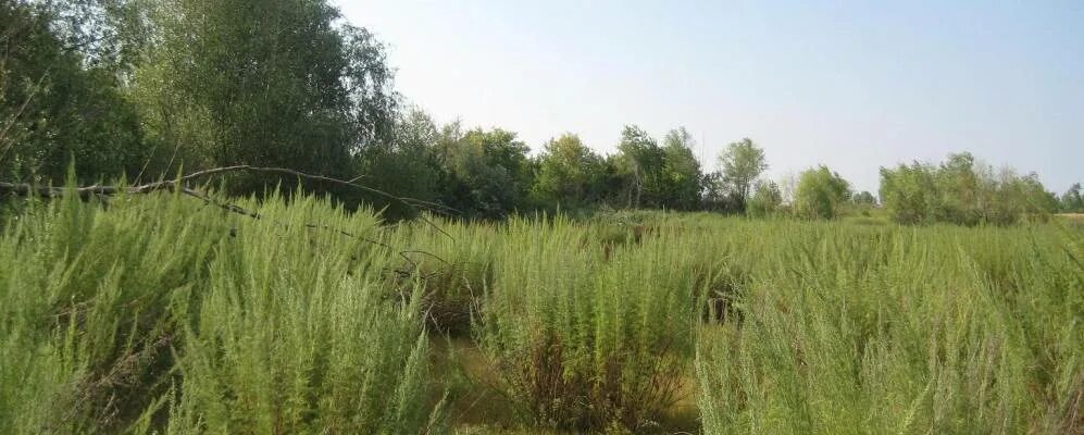 Воронежская область деревня марьевка. Марьевка тамбовская область. Марьевка кемеровская область. Марьевка тамбовская область. Тамбов деревня марьевка.