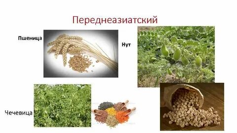 Культурные растения переднеазиатского центра