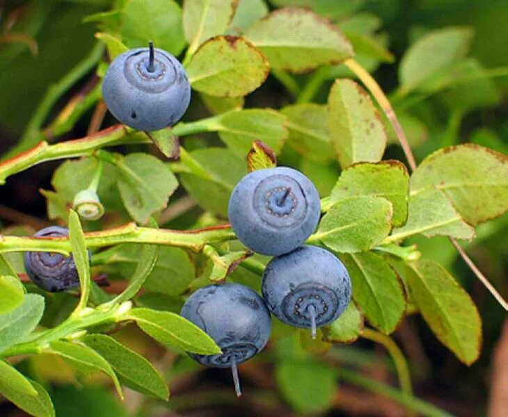 Черника в воде. Черника и голубика. Черника ягода. Vaccinium praestans. Черника лесная.