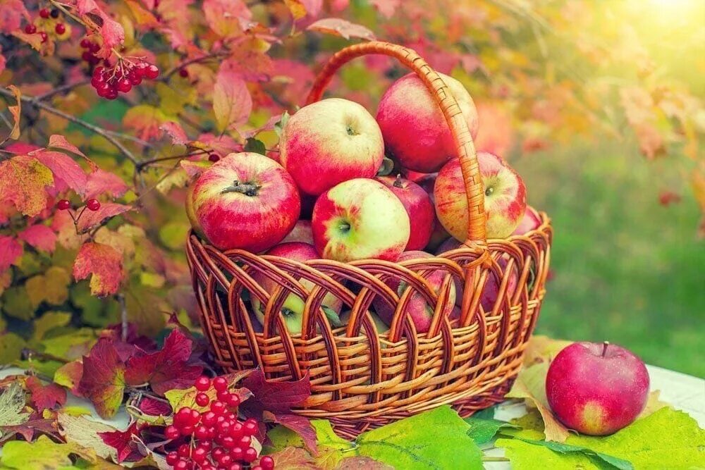 Корзины с яблоками. Яблочный спас. Осенние яблоки. Корзина с яблоками осень. 19 август ответы
