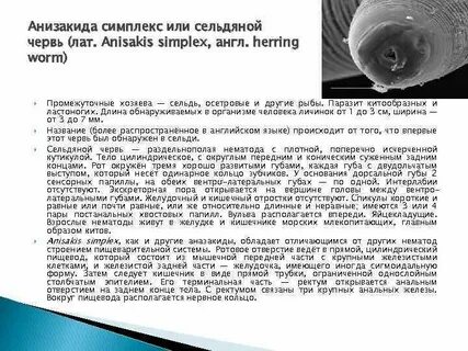 Anisakis simplex основной хозяин