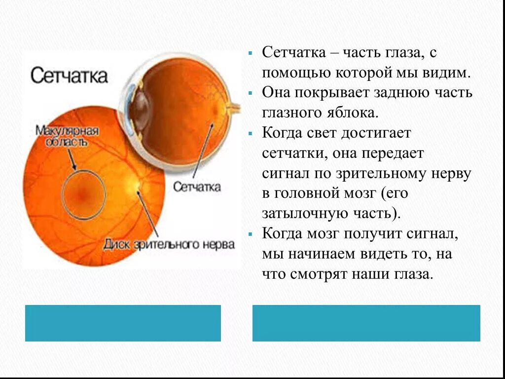 Сетчатая оболочка глаза части. Части сетчатки глазного яблока. Функции сетчатки глазного яблока. Части сетчатой оболочки глазного яблока.