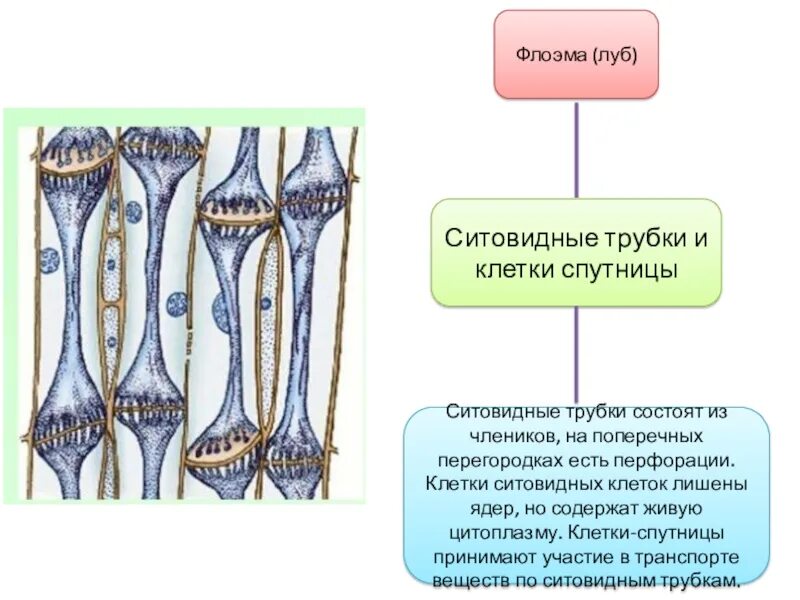 Ситовидные трубки и клетки-спутницы. Ситовидные трубки Ксилема растений. Флоэма ситовидные трубки и клетки-спутницы. Сосуды и ситовидные трубки растений. Клетки спутницы флоэмы