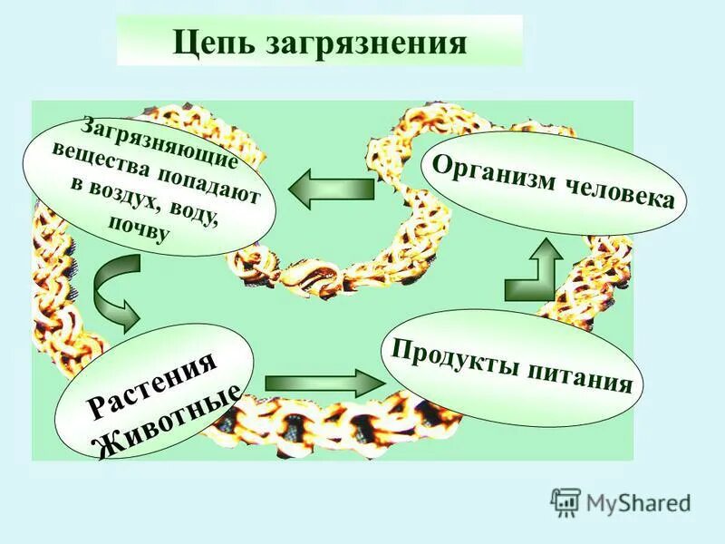 Проект экологическая безопасность 3. Цепь загрязнения. Цепь загрязнения окружающей среды. Экологическая безопасность цепь загрязнения. Цепи загрязнения окружающей среды 3.