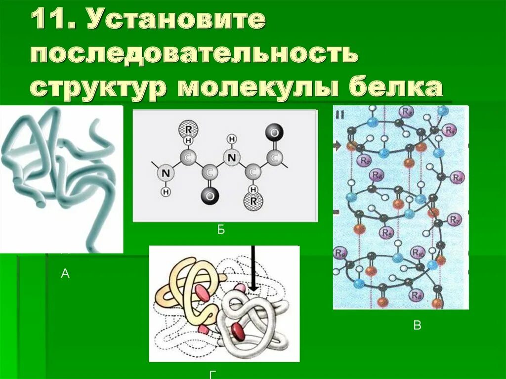 Структура молекулы белка. Структура молекулы белка разных конфигураций. Строение белковой молекулы. Структура белковой молекулы. Связи в белковой молекуле