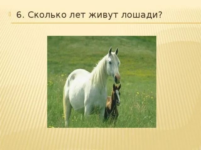 Породы лошадей для иппотерапии. Средняя продолжительность жизни лошади. Продолжительность жизни различных животных. Средняя продолжительность жизни животных диаграмма. Длительность жизни лошади.