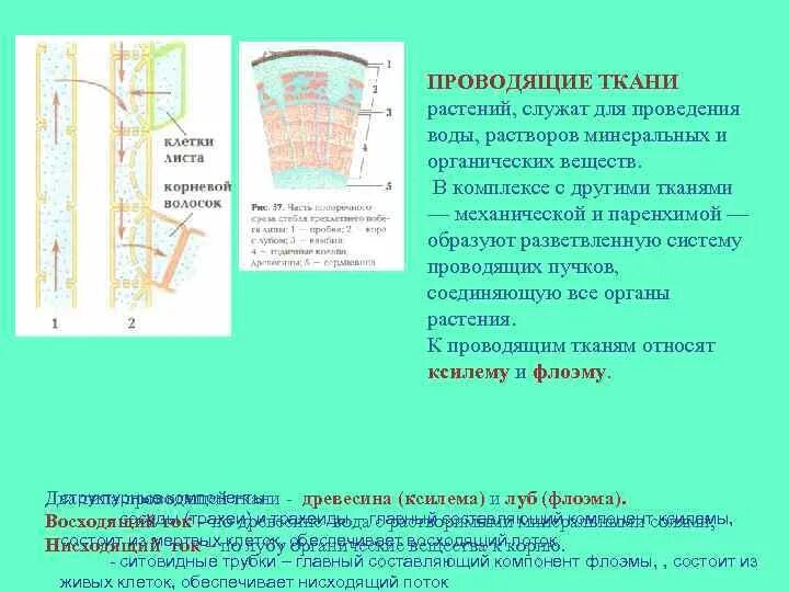 Транспорт органических веществ какая ткань. Ситовидные трубки проведение органических веществ. Строение проводящей ткани у органических и Минеральных веществ. Проводящая ткань растений органические вещества. Строение проводящей ткани у органических веществ.