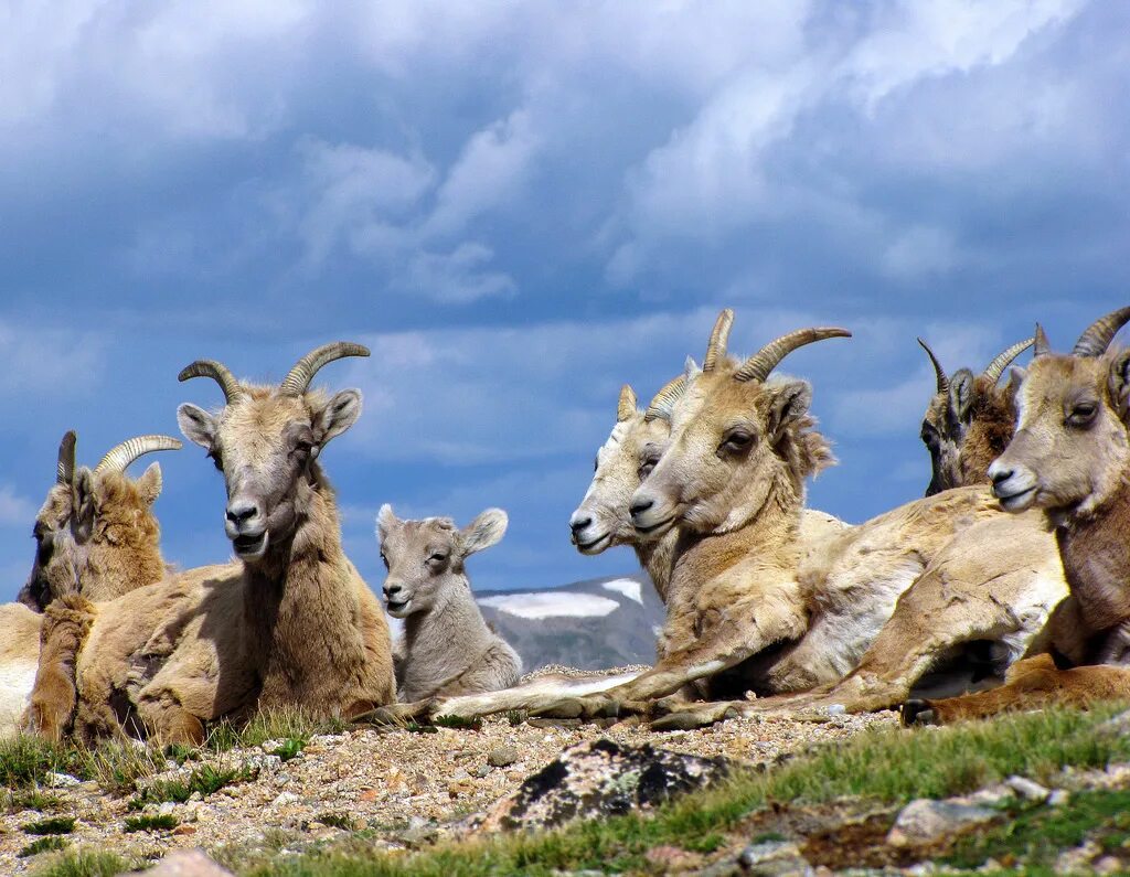 Us wildlife. Горные животные. Животные горного Алтая. Пастбище антилоп. Соединенные животные.