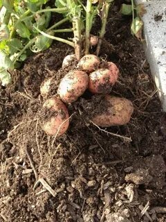 Potato planting