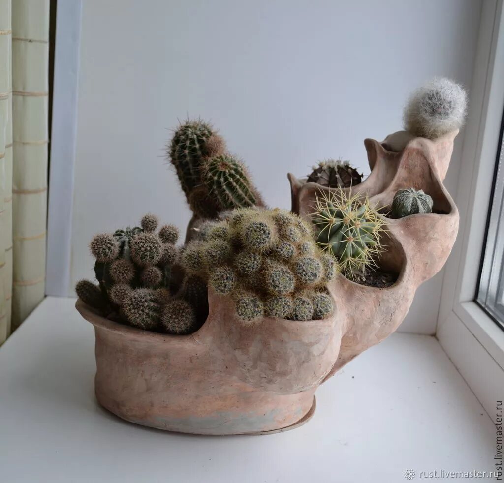 Pin de Miny Ori em Фон Suculentas, Jardim de cactos, Jardim de plantas suculenta