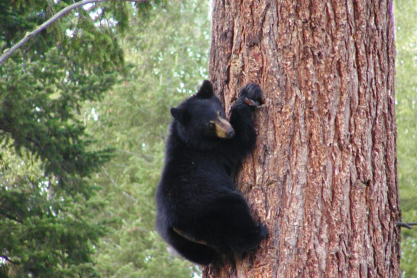 Медведь барибал умеет лазить по деревьям. Гималайский медведь в дупле. Гималайский медведь и Гризли. Гнездо гималайского медведя. Гималайский медведь на дереве.