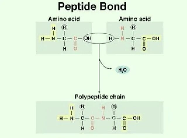 Peptide Bond formation. Пептидные связи в волосе. Пептидная связь оптическая. Type of Peptide Bond formation Reaction is. Глицин полипептид