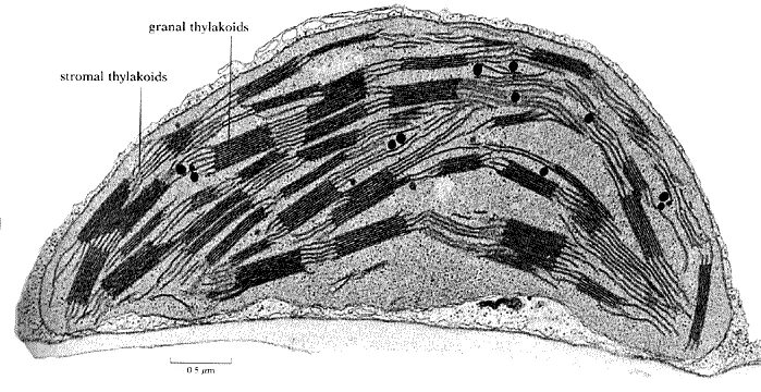 электронограмма хлоропласта. микрофотография хлоропласта. строение хлоропласта электронная микрофотография. микрофотография хлоропласта. хлоропласт микрофотография.