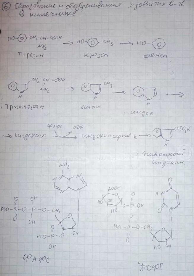 Ала гли фен