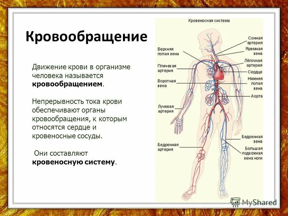 Как устроена кровеносная система 3 класс. Кровеносная система организма 3 класс. кровеносная система человека схема 3 класс. системы органов человека кровеносная система. кровеносная система схема 4 класс.