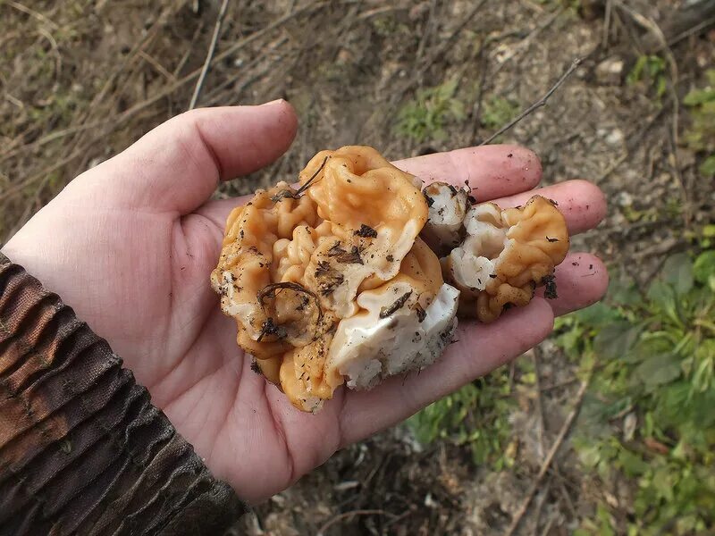 Первый гриб после зимы. Весенние грибы в Подмосковье съедобные. Ранние грибы Подмосковья съедобные. Весенние грибы Подмосковья. Ранние весенние грибы.