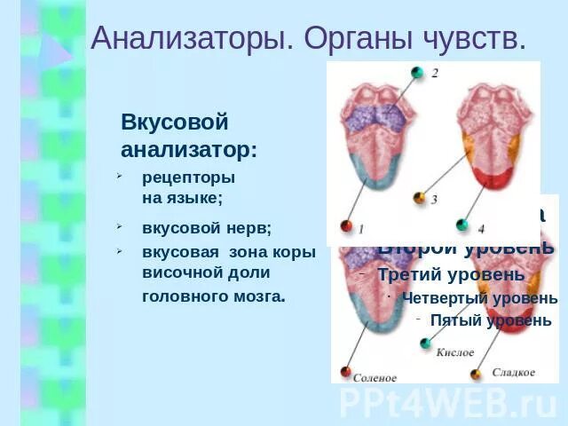 Презентация анализаторы органы чувств. Вкусовой анализатор 8 класс биология. Зона коры вкусового анализатора. Вкусовой анализатор строение.