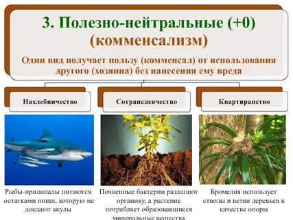 Почему для видовых организмов используют 2 слова