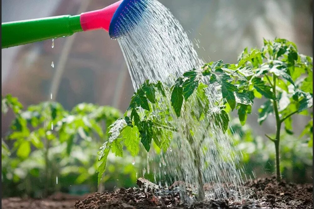 огурцы полив. почему нельзя поливать растения холодной водой. почему нельзя поливать комнатные цветы холодной водой. полив лейкой. полив комнатных растений.