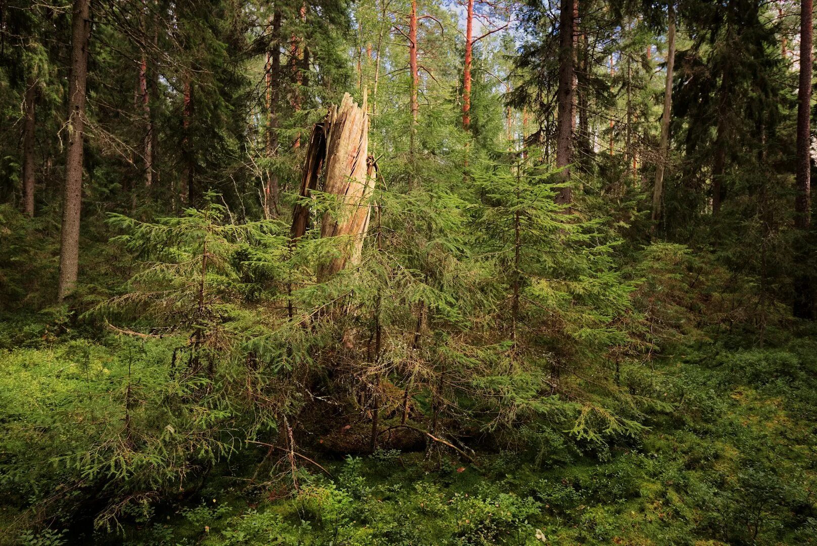 Чаща роща тайга бор. Шишкин валежник. Непролазная тайга. Тайга дебри чаща. Непролазная сибирская тайга.